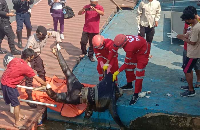 Bikin Heboh, Mayat Laki laki Ditemukan Tewas Mengambang Disungai Cisadane
