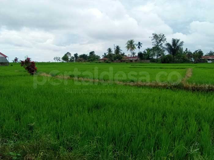 Diserang Hama Tikus, Petani di Siantar Terancam Gagal Panen