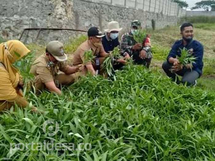 Luar Biasa, Pemuda Tani dan KNPI Sepatan Olah Lahan Tidur Jadi Lahan Produktif