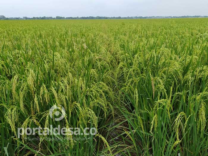 Petani di Bekasi Panen Raya Ditengah Musim Penghujan