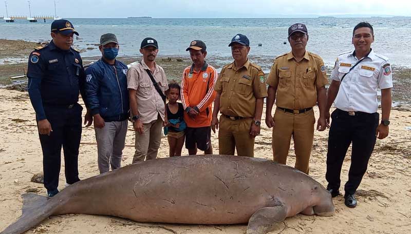 Nelayan Temukan Dugong Terdampar di Perairan Pantai Juanga Morotai Selatan