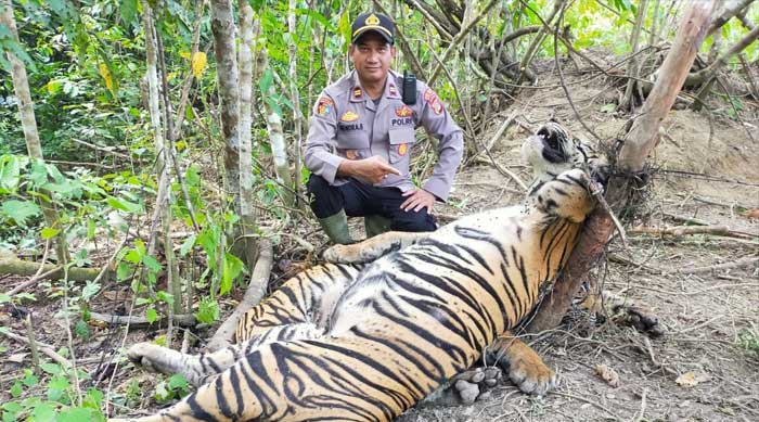 dua ekor harimau sumatera ditemukan mati