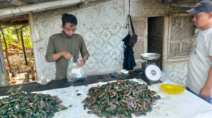 Pedagang Kerang Hijau di Pantai Tanjung Pasir Raup Untung Besar Selama Libur Lebaran