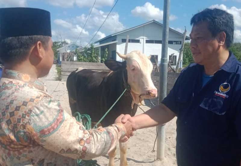 DPD Nasdem Siak Antar Sapi Qurban