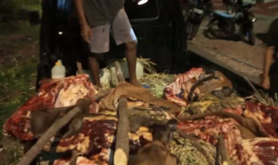 Jaringan Pencurian Sapi