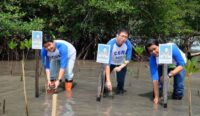 acc menanam 1000 pohon mangrove di ekowisata pandang tak jem wz4m