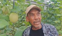 PIK2 Berhasil Bina Petani Melon di Salembaran Jati, Omzet Panen Capai Puluhan Juta Rupiah