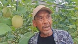 PIK2 Berhasil Bina Petani Melon di Salembaran Jati, Omzet Panen Capai Puluhan Juta Rupiah